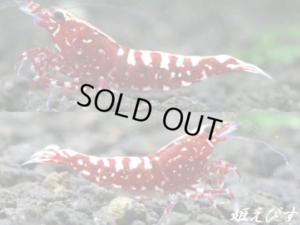 画像2: Red Galaxy Fishborn（レッドカオス系統）♀・♀・♂の３匹セット　（スパイダーレッグの縞脚・即戦力ブリードセット） (2)