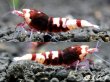 画像1: Red ECLIPSE Shrimp(レッドエクリプス）　ペア+若個体１匹＝合計３匹 (1)