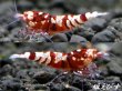 画像3: Red ECLIPSE Shrimp(レッドエクリプス）　ペア+若個体１匹＝合計３匹 (3)