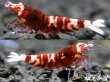 画像2: Red ECLIPSE Shrimp(レッドエクリプス）　ペア+若個体１匹＝合計３匹 (2)