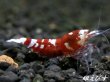 画像1: Red ECLIPSE Shrimp(レッドエクリプス）　抱卵ペア＝２匹 (1)