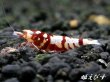 画像3: Red ECLIPSE Shrimp(レッドエクリプス）　抱卵ペア＝２匹 (3)