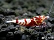 画像4: Red ECLIPSE Shrimp(レッドエクリプス）　抱卵ペア＝２匹 (4)