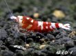 画像2: Red ECLIPSE Shrimp(レッドエクリプス）　抱卵ペア＝２匹 (2)