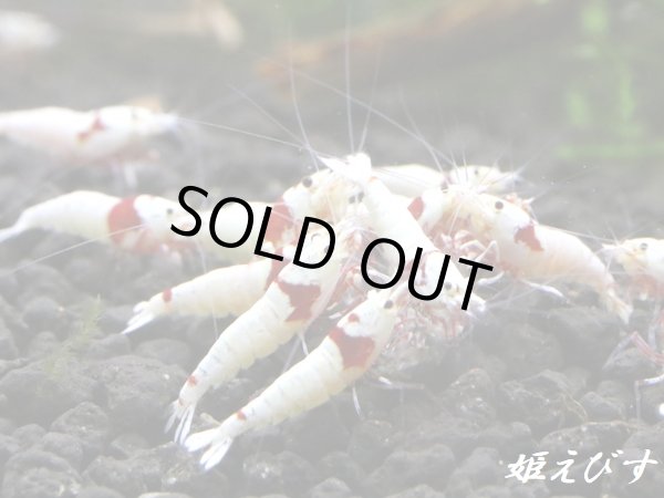 画像1: レッドビーシュリンプ　PRL（ピュアレッドライン）モスラ　若個体５匹　 (1)