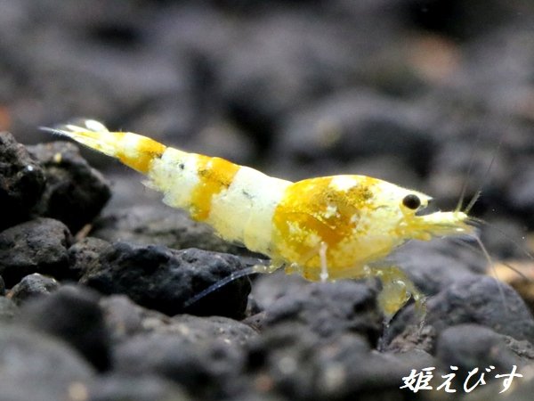 画像1: CGS　Crystal Gold Shrimp　若個体３匹セット (1)