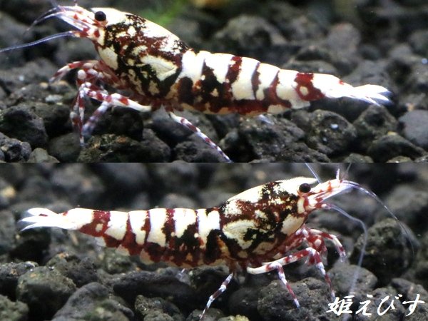 画像1: ＜価格変動中！5555→3300円＞Red Galaxy Fishborn（レッドカオス系統）　トリオのセット（♀２、♂１） (1)