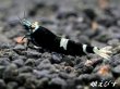 画像4: Black ECLIPSE Shrimp(ブラックエクリプス）　抱卵ペア＝２匹（基本に忠実！ベーシック表現個体のペア！！） (4)