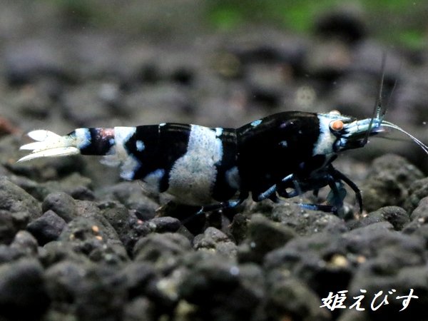 画像1: Black ECLIPSE Shrimp(ブラックエクリプス）　抱卵ペア＝２匹（基本に忠実！ベーシック表現個体のペア！！） (1)