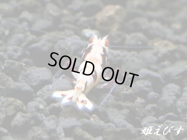 画像6: Red ECLIPSE-Rays（レイズ）　抱卵ペア＝２匹（最先端！バックラインの抱卵ペア！！） (6)