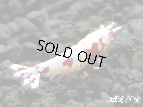 画像3: Red ECLIPSE-Rays（レイズ）　抱卵ペア＝２匹（最先端！バックラインの抱卵ペア！！） (3)