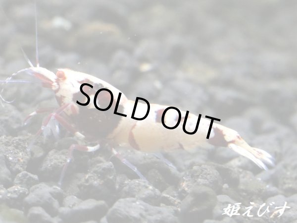 画像5: Red ECLIPSE-Rays（レイズ）　抱卵ペア＝２匹（最先端！バックラインの抱卵ペア！！） (5)