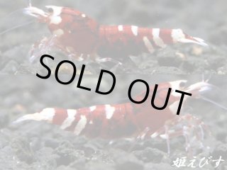 レッドビーシュリンプならローキーズ