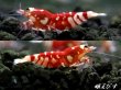 画像2: SARASA　Tiger（サラサタイガー）抱卵含むトリオ＝３匹　　（赤勝ちのオススメの３匹です！！） (2)