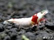 画像1: レッドビーシュリンプ【紅帥：Kousui】　ハイグレード抱卵ペア＝２匹 (1)