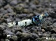 画像4: Black ECLIPSE Shrimp(ブラックエクリプス）　ハイグレードペア＝２匹　＜認証ステッカー付き！＞ (4)