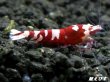 画像1: Red ECLIPSE Shrimp(レッドエクリプス）　抱卵ペア＝２匹　（ミドルグレード）＜認証ステッカー付き＞ (1)