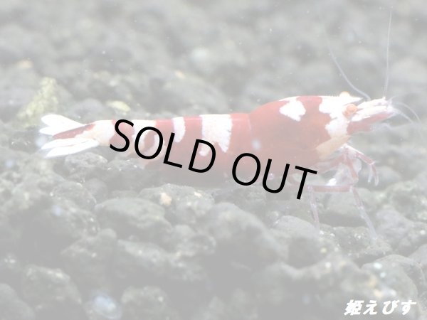画像1: Red ECLIPSE Shrimp(レッドエクリプス）　抱卵ペア＝２匹　（ミドルグレード）＜認証ステッカー付き＞ (1)