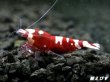 画像2: Red ECLIPSE Shrimp(レッドエクリプス）　抱卵ペア＝２匹　（ミドルグレード）＜認証ステッカー付き＞ (2)