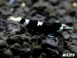 画像4: Black ECLIPSE Shrimp(ブラックエクリプス）　エントリーグレード抱卵ペア＝２匹＜認証ステッカー付き＞ (4)