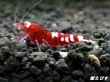 画像3: Red ECLIPSE Shrimp(レッドエクリプス）　抱卵ペア＝２匹　（ミドルグレード）＜認証ステッカー付き＞ (3)