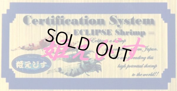 画像4: パープル Black ECLIPSE Shrimp(ブラックエクリプス）　ハイグレード抱卵♀個体＜認証ステッカー付き＞ (4)