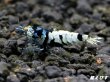 画像3: Black ECLIPSE Shrimp(ブラックエクリプス）　ハイグレードペア＝２匹　＜認証ステッカー付き！＞ (3)