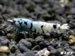 画像2: Black ECLIPSE Shrimp(ブラックエクリプス）　ハイグレードペア＝２匹　＜認証ステッカー付き！＞ (2)