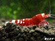画像4: Red ECLIPSE Shrimp(レッドエクリプス）　抱卵ペア＝２匹　（ミドルグレード）＜認証ステッカー付き＞ (4)