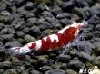 画像6: ＜最先端＞RED ECLIPSE-Rays（レイズ）即戦力ペア＝２匹＜認証ステッカー付き＞ (6)