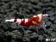 画像5: ＜価格変動中！35555→30000円＞Red ECLIPSE Shrimp(レッドエクリプス）　ミドルグレード抱卵ペア＝２匹　＜認証ステッカー付き＞ (5)