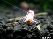 画像3: ＜価格変動中！35555→30000円＞Red ECLIPSE Shrimp(レッドエクリプス）　ミドルグレード抱卵ペア＝２匹　＜認証ステッカー付き＞ (3)