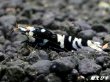 画像2: Black ECLIPSE Shrimp(ブラックエクリプス）　抱卵ペア＝２匹　＜ミドルーハイグレード＞　＜認証ステッカー付き＞ (2)