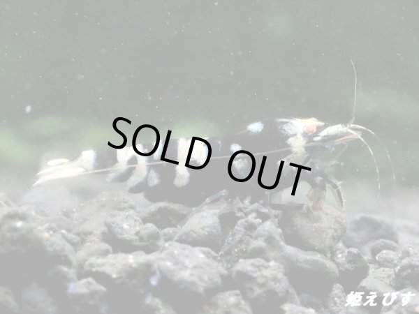 画像1: Black ECLIPSE Shrimp(ブラックエクリプス）　抱卵ペア＝２匹　＜ミドルーハイグレード＞　＜認証ステッカー付き＞ (1)