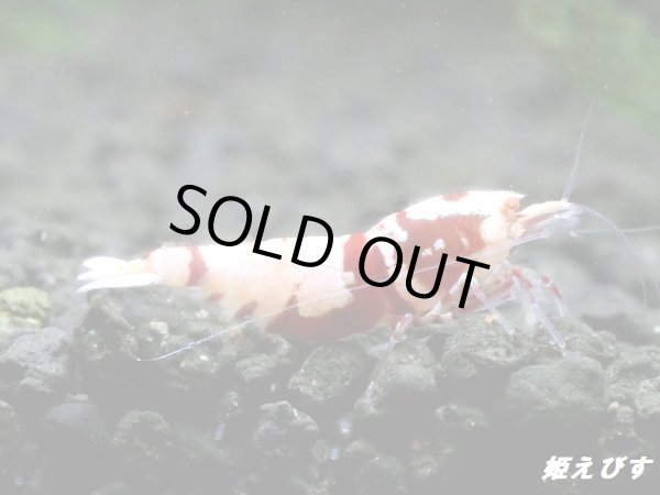 画像1: ＜価格変動中！35555→30000円＞Red ECLIPSE Shrimp(レッドエクリプス）　ミドルグレード抱卵ペア＝２匹　＜認証ステッカー付き＞ (1)