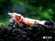 画像2: ＜価格変動中！35555→30000円＞Red ECLIPSE Shrimp(レッドエクリプス）　ミドルグレード抱卵ペア＝２匹　＜認証ステッカー付き＞ (2)