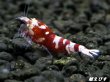 画像4: ＜価格変動中！35555→30000円＞Red ECLIPSE Shrimp(レッドエクリプス）　ミドルグレード抱卵ペア＝２匹　＜認証ステッカー付き＞ (4)