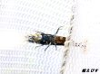 画像3: Black ECLIPSE Shrimp(ブラックエクリプス）　抱卵ペア＝２匹　＜ミドルーハイグレード＞　＜認証ステッカー付き＞ (3)