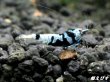 画像5: Black ECLIPSE Shrimp(ブラックエクリプス）　抱卵ペア＝２匹　＜ミドルーハイグレード＞　＜認証ステッカー付き＞ (5)