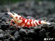 画像3: SARASA　Tiger（サラサタイガー）抱卵ペア＝２匹　（イチオシ！ハイグレードの抱卵ペアになります） (3)