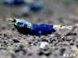 画像4: サムライブルー　ハイグレード抱卵ペア＝２匹　 (4)