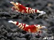 画像3: SARASA　Tiger（サラサタイガー）抱卵含むトリオ＝３匹　　（赤勝ちのオススメの３匹です！！） (3)