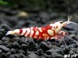画像4: SARASA　Tiger（サラサタイガー）抱卵ペア＝２匹　（イチオシ！ハイグレードの抱卵ペアになります） (4)