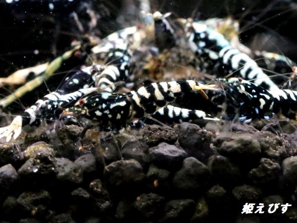 画像2: Black Galaxy Fishborn １０匹 (2)