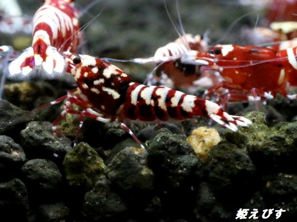 画像2: Red Galaxy Fishborn １０匹 (2)