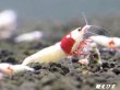 画像2: レッドビーシュリンプ　PRL（ピュアレッドライン）モスラ　繁殖１０匹セット　 (2)