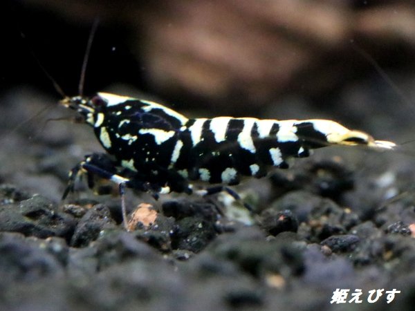 画像3: Black Galaxy Fishborn １０匹 (3)