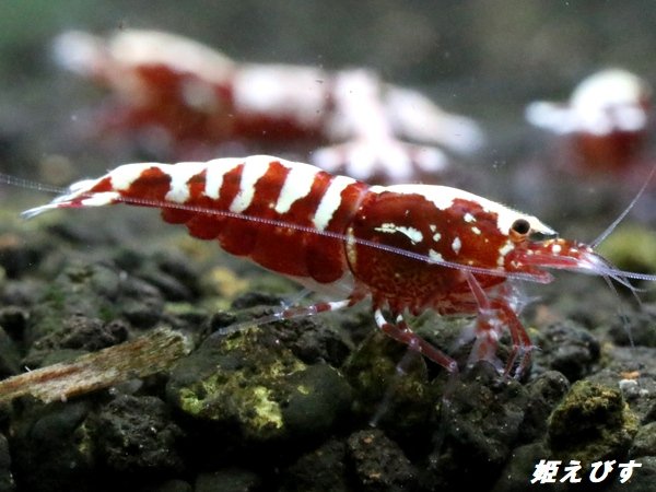 画像3: Red Galaxy Fishborn １０匹 (3)