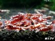 画像1: Red Galaxy Fishborn １０匹 (1)
