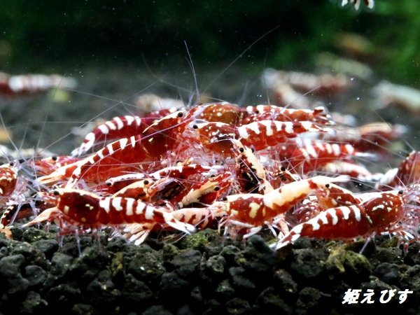 画像1: Red Galaxy Fishborn １０匹 (1)